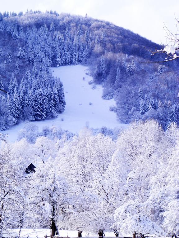 Vila Carpathia Μπραν Εξωτερικό φωτογραφία